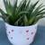 A lovely bowl of Gasteria Flow aloe 5 thumbnail
