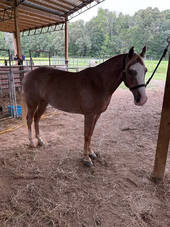 Beautiful Strawberry Roan Reg Tenn Walking Horse - $3,300 (Elon)63471416060929121