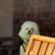 2 yro mini Poodle boy 3 thumbnail