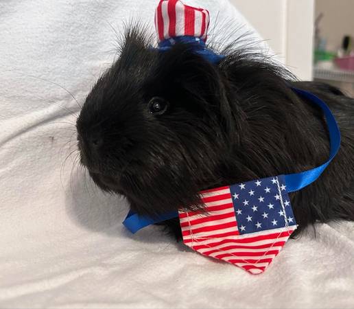 Adorable guinea pig for sale! 1