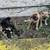 Pug Shih tzu mix 4 thumbnail