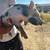 Meat pigs 6 thumbnail