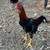 Game chickens 4 thumbnail