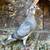 Homing Pigeons 5 thumbnail