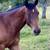 BAY WITH WHITE SPOTS 4 YEAR OLD APPALOOSA MARE 3 thumbnail