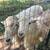 Katahdin Rams 1 thumbnail