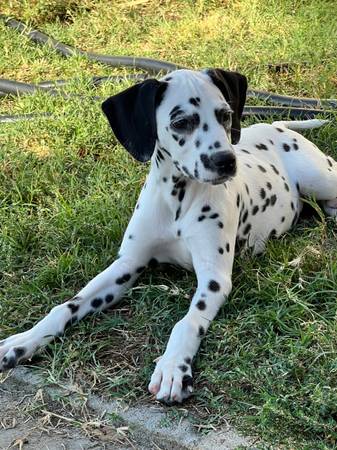 Dalmatian (Sacramento)63848769325955121