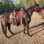 Horse training and saddle starting 8 thumbnail