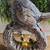 New Light Up Bird 6 thumbnail