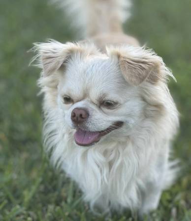 long hair chihuahua