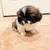 Adorable Pekingese Pups 11 thumbnail