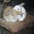 Mini Lop Kits Available ~ Wish to Sell Baby Bunnys? 1 thumbnail