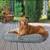 Brand new dog bed cover. 1 thumbnail