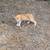 Rehomeing stray kittens 4 thumbnail