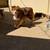 Mini Australian shepherds 1 thumbnail