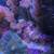 Rose bubble tip anemone 4 thumbnail