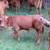Dexter Cattle - ADCA Registered Dexter Bull 2 thumbnail