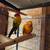 Son conure 4 thumbnail