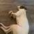 Pitbull 2 thumbnail