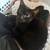 1 female kitten & 1 male kitten needs rehoming 1 thumbnail