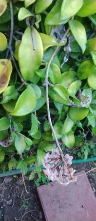 Various household plants Hoya or Begonia starting at 1