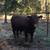 5 Red Angus Bulls 3 thumbnail