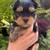 Lovely Yorkie 1 thumbnail