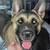 2 Y/O female American Akita 1 thumbnail