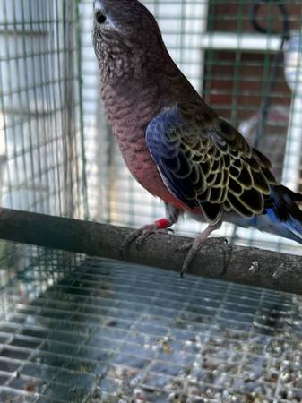 Normal Bourke Parakeets 1