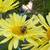 Organic Yardwork and Native Prairie Gardens 3 thumbnail