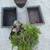 3 bonsai pots and one cool bonsai tree 1 thumbnail