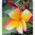 Ralphs Rainbow Plumeria 1 thumbnail