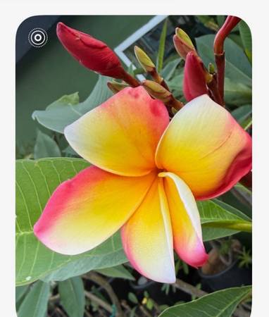 Ralphs Rainbow Plumeria 1