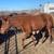 Quarter horse mare 1 thumbnail