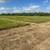 HAY Tifton 85 5 thumbnail