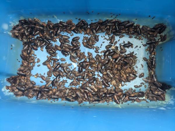 Established Dubia Roach Colony, All Sizes 1