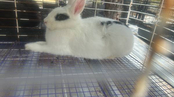 Rabbits 1