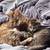 LOST CAT 1 thumbnail
