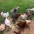 Poultry Flock 1 thumbnail