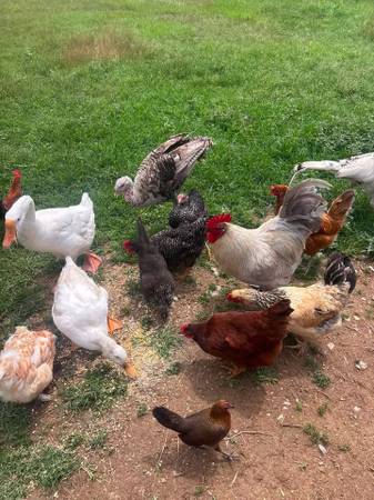 Poultry Flock 1