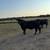 Angus longhorn cross cows 7 thumbnail