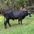 Bred cows 5 thumbnail