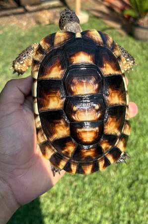 Tortoise (Houston)63859315470467122