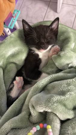 Kitty 1