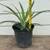 1 8"-12" Pineapple Plant 7 thumbnail