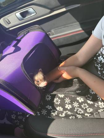 Ferret63839344694403121