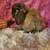 Purebred Holland Lops and Mini Lops 1 thumbnail