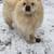 Beautiful White Miniature Chow 3 thumbnail
