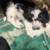 Bichon frise mix ready 4 thumbnail