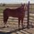 4 Year Old Horse AQHA Regested Mare 1 thumbnail